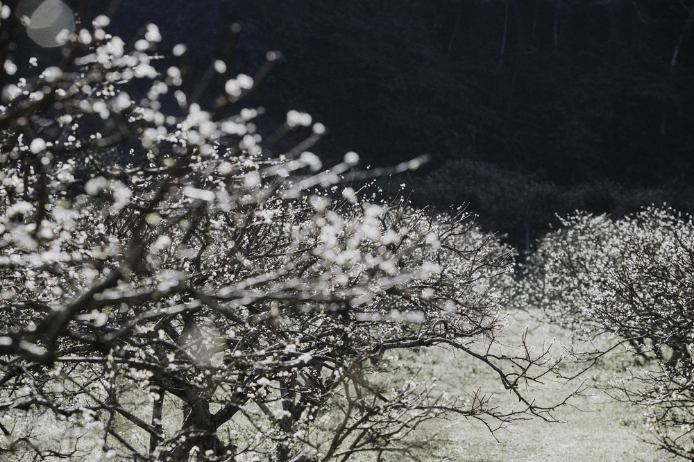 Về Mộc Châu ngắm hoa mận nở trắng trời, người bản địa tiết lộ bí quyết để có bức hình đẹp